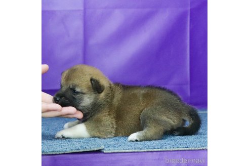 成約済の愛知県の柴犬-327759の3枚目